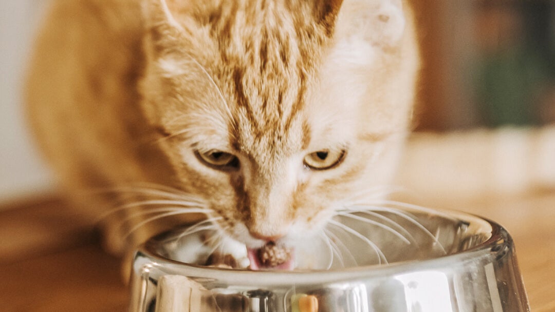 Cat Feeding Guide How Much Should I Feed My Cat Purina